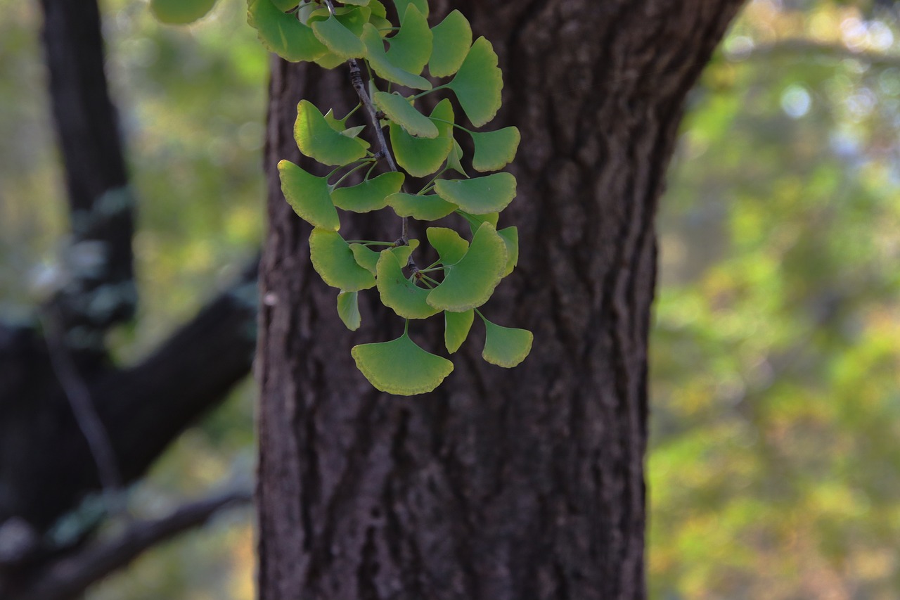 Descubriendo el Ginkgo biloba: ¿Cuáles son sus hojas?
