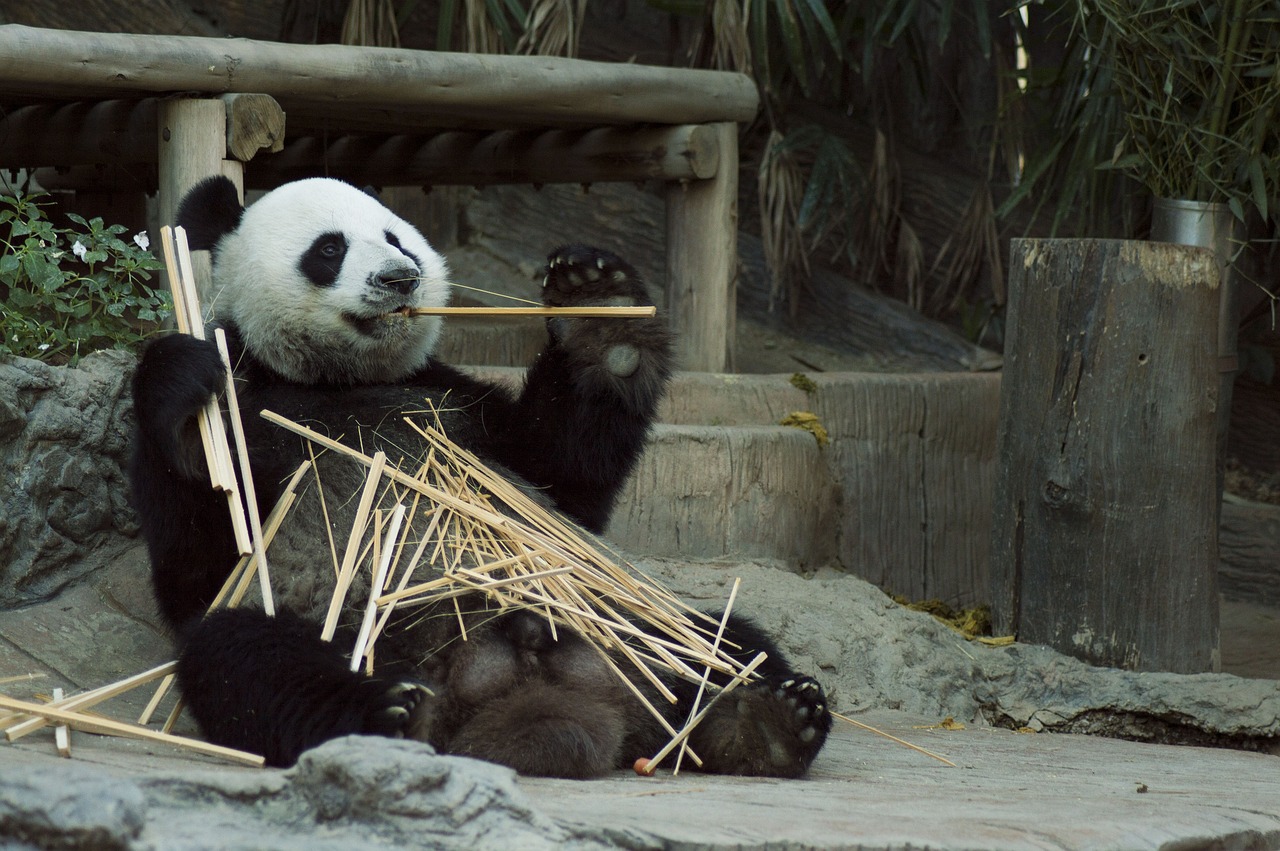 Descubriendo el Significado del Bambú Chino