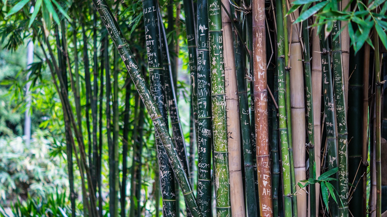 El misterio detrás del color amarillo del bambú