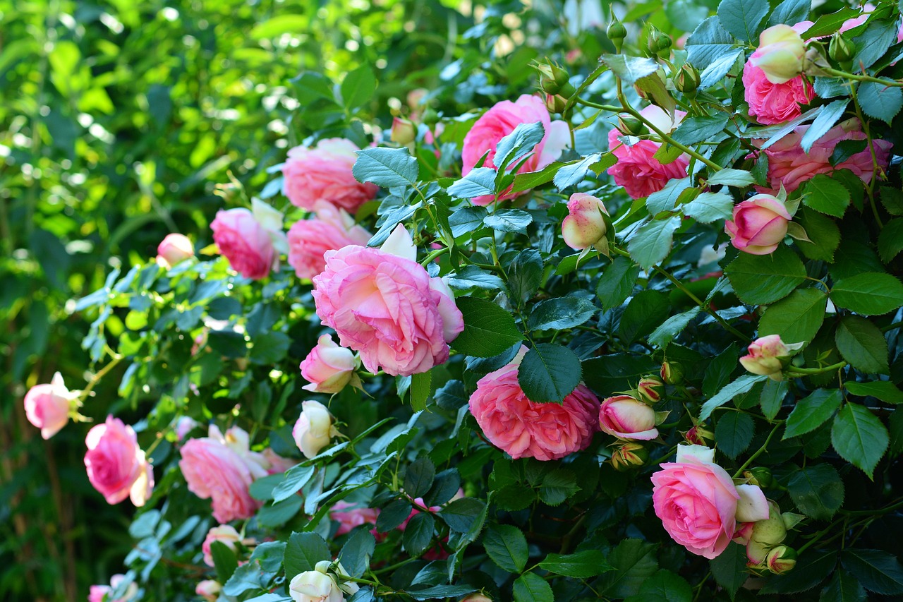 Los Mejores Rosales para Tu Jardín