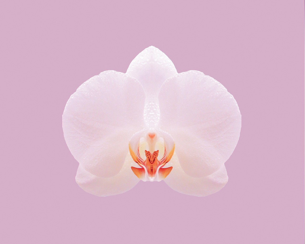 ¿Cuánto Tiempo Permanecen Vivas las Flores de la Orquídea?