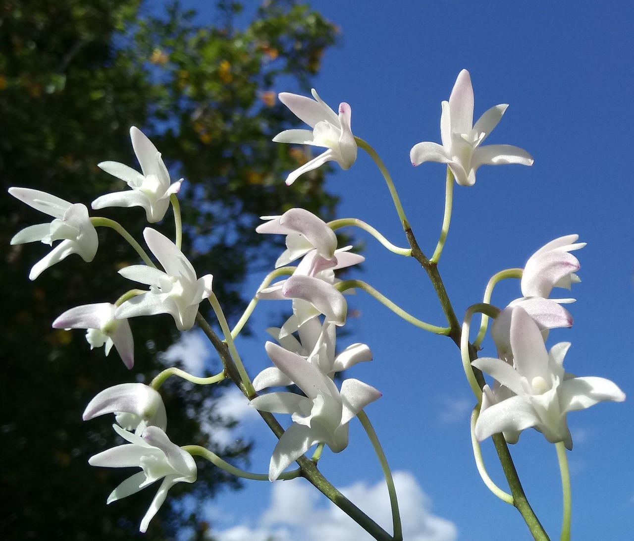 Cuidado de un Dendrobium: Consejos y Recomendaciones