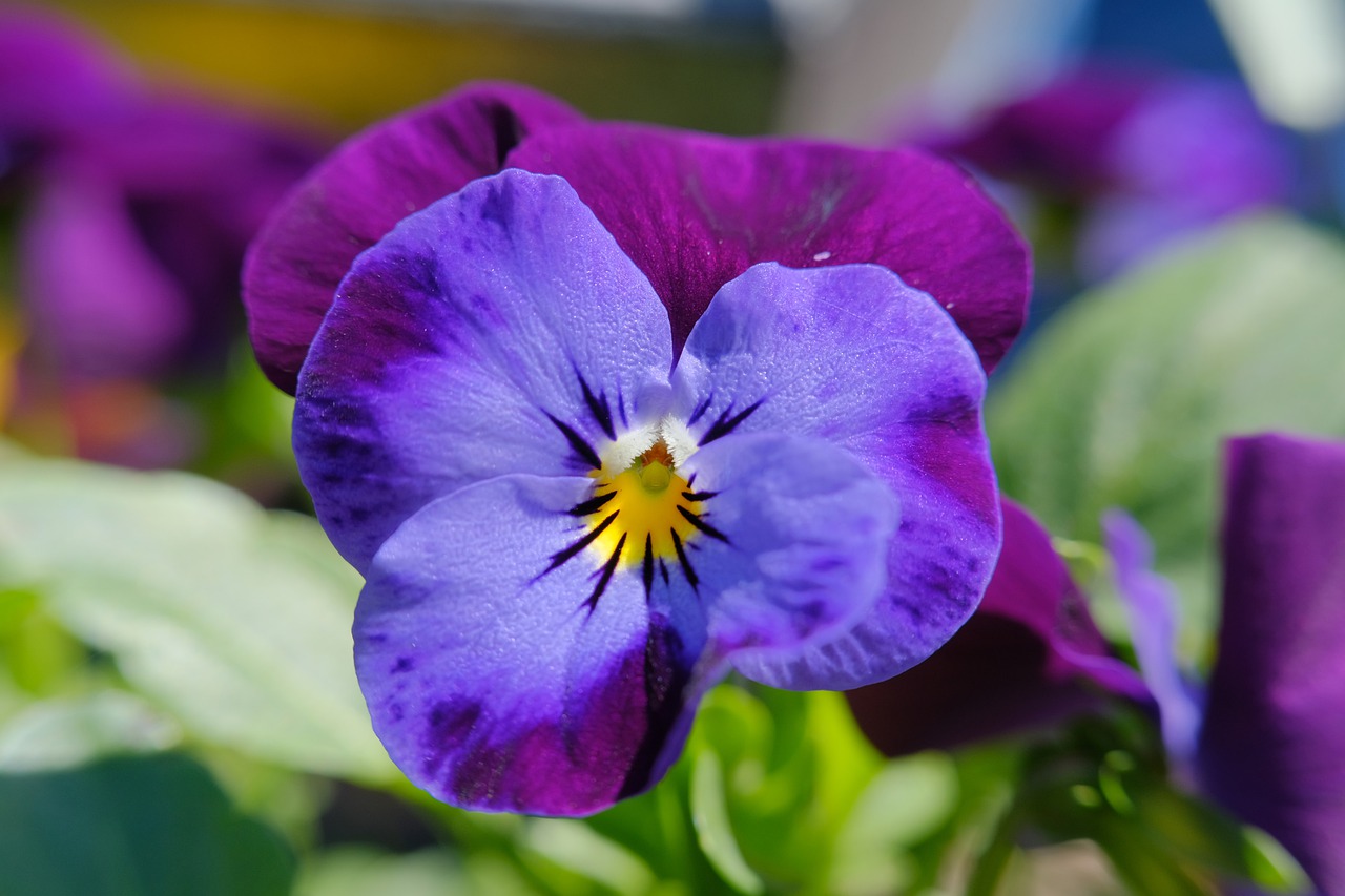 Cuidado de Plantas Violas: Consejos y Trucos