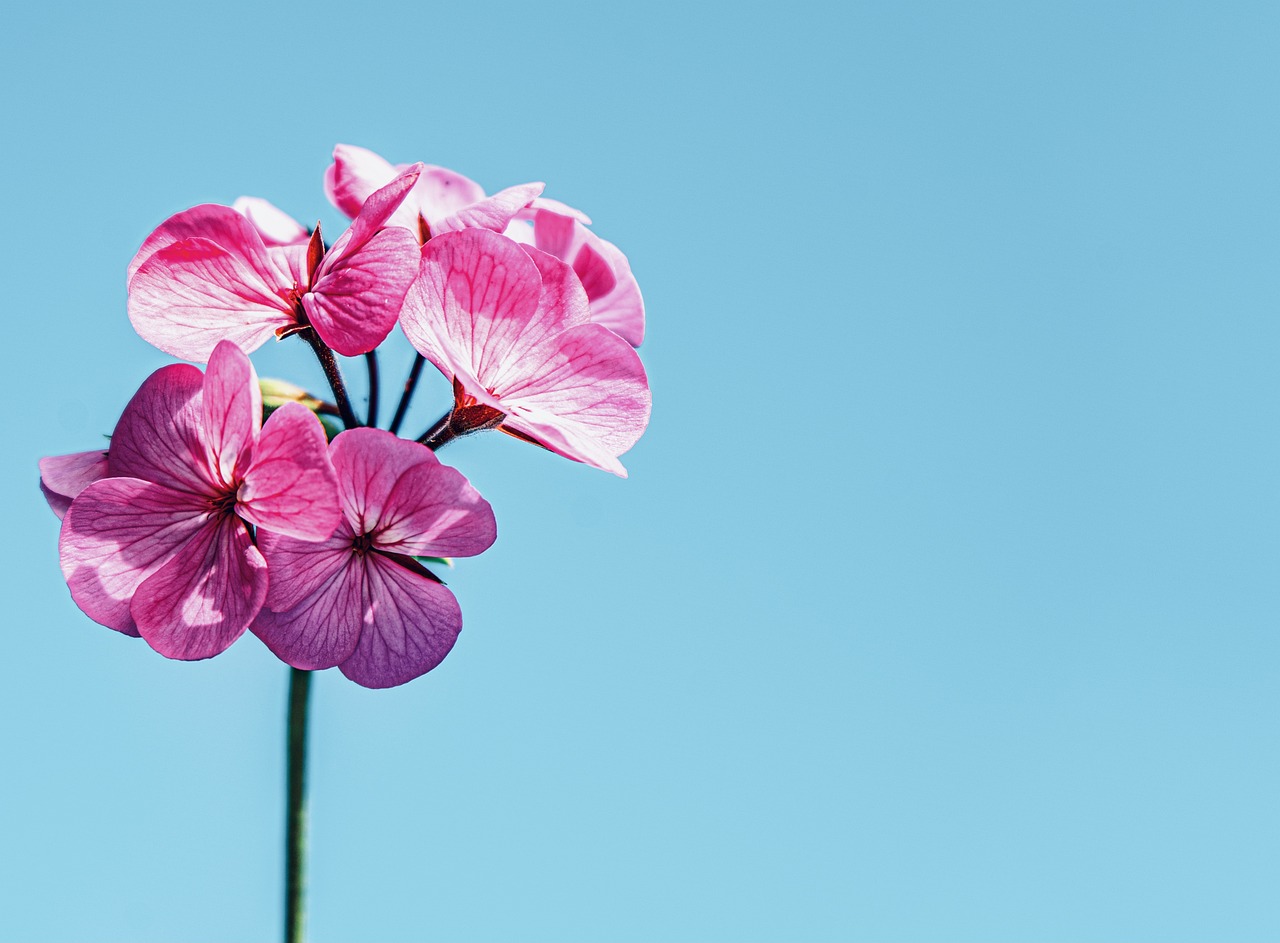 ¿Dónde encontrar las míticas rosas azules?