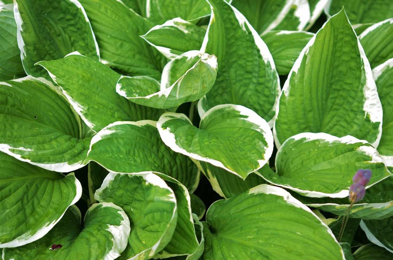 Consejos para el cuidado de las plantas hostas