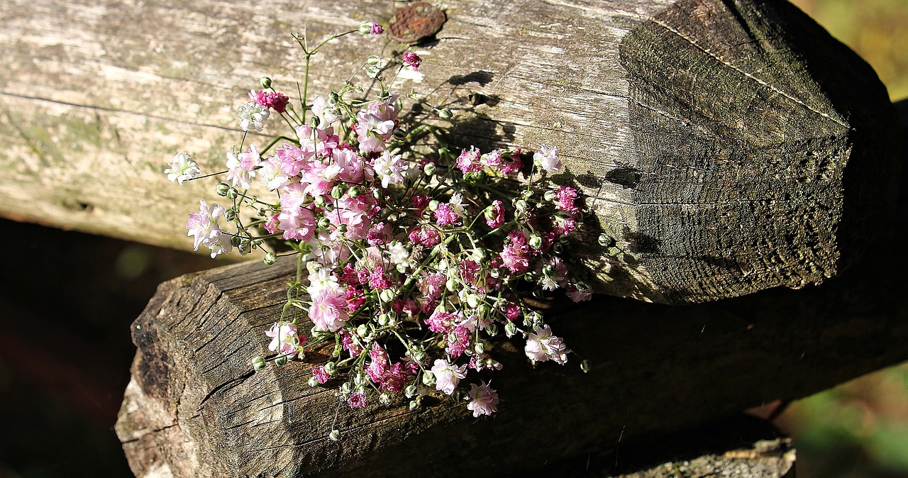 Cuidado del Dianthus: Consejos para una Plantación Saludable