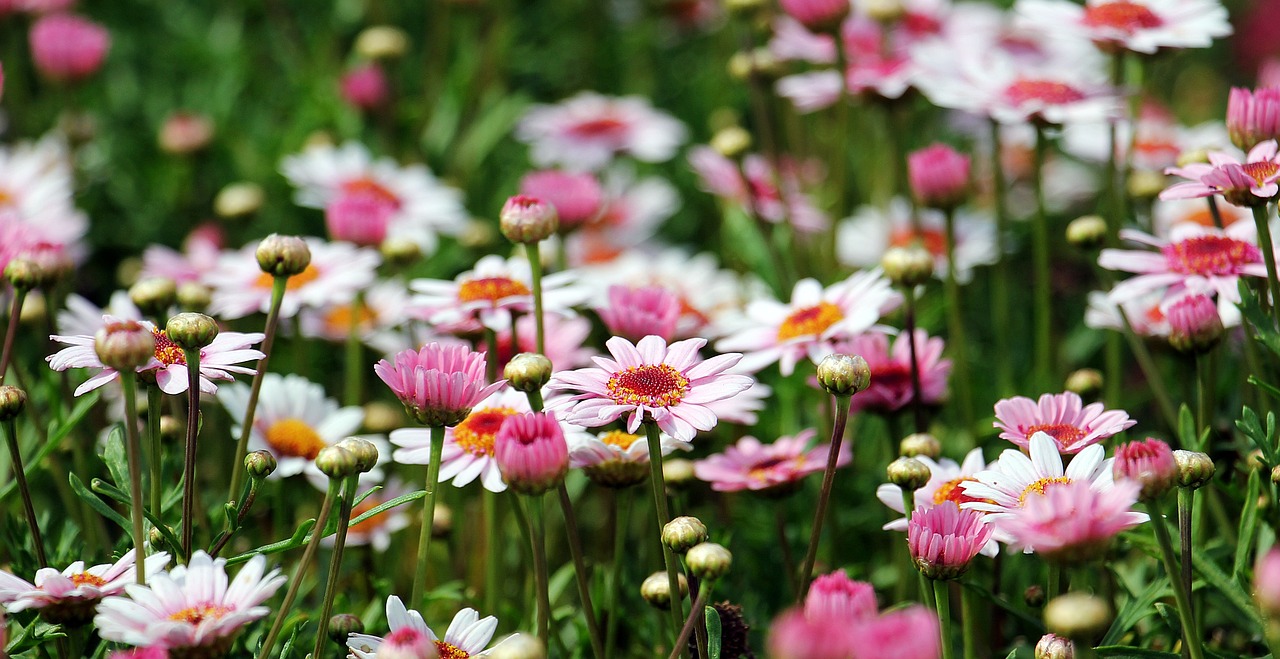 Creando un bello jardín ornamental: Guía para principiantes