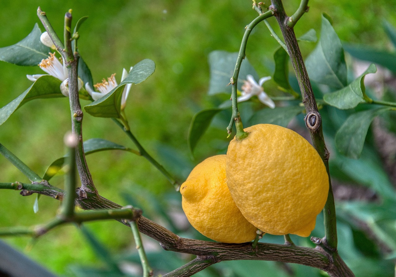 ¡Descubre el secreto de un limonero que da limones durante todo el año!