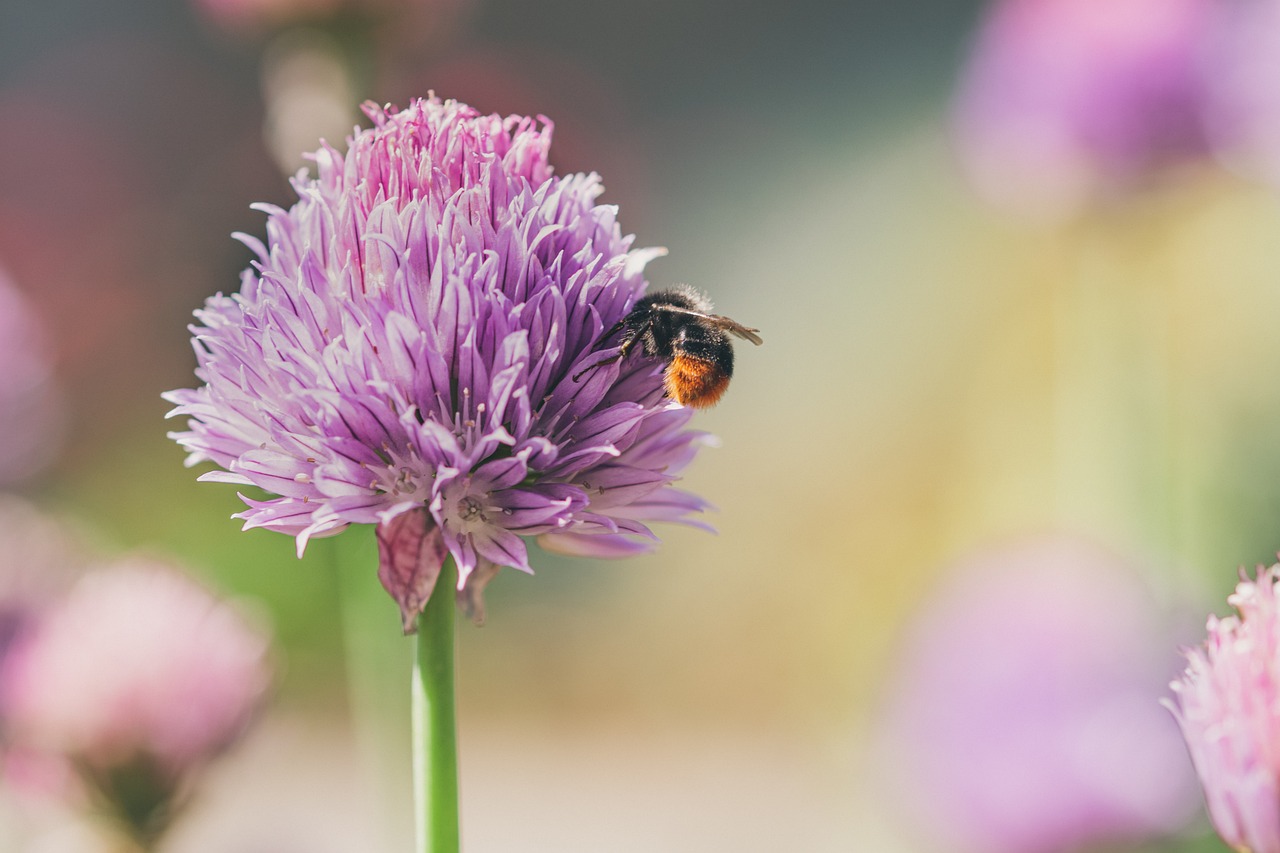 Cómo utilizar la flor del cebollín