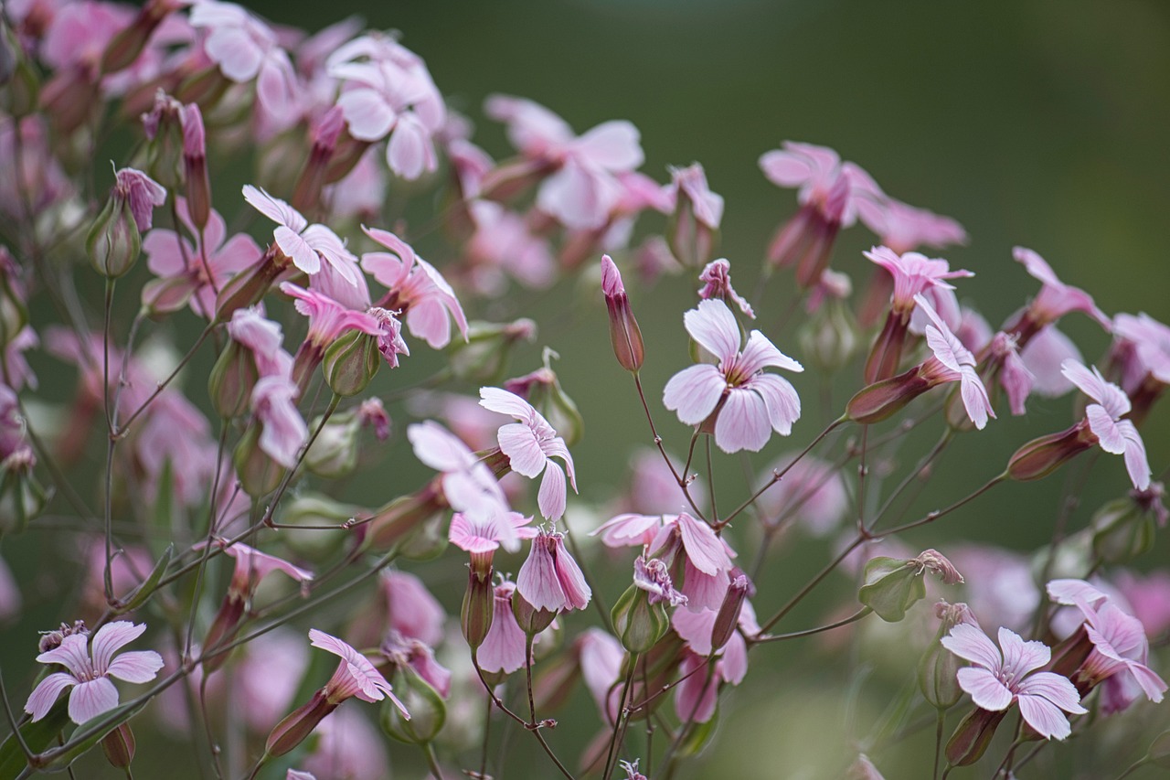 ¿Cuánto tiempo puede durar la floración de la paniculata?