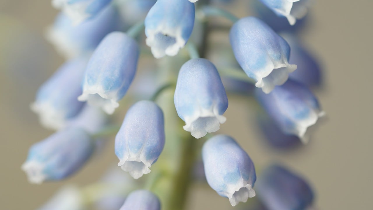 El significado simbólico de la flor de jacinto